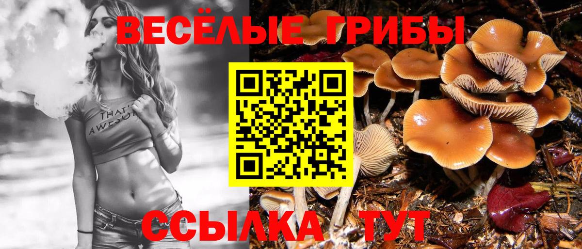 Галлюциногенные грибы Psilocybine cubensis Майский
